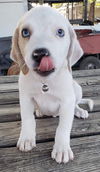 Nova Paisley (aka Simon) *LOCAL* MEET ME!