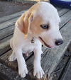 Nova Paisley (aka Simon) *LOCAL* MEET ME!