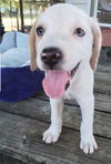 Nova Paisley (aka Simon) *LOCAL* MEET ME!