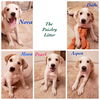 Nova Paisley (aka Simon) *LOCAL* MEET ME!