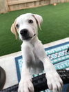 Nova Paisley (aka Simon) *LOCAL* MEET ME!