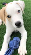 Nova Paisley (aka Simon) *LOCAL* MEET ME!