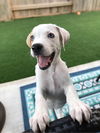 Nova Paisley (aka Simon) *LOCAL* MEET ME!