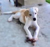 Nova Paisley (aka Simon) *LOCAL* MEET ME!