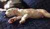 Nova Paisley (aka Simon) *LOCAL* MEET ME!
