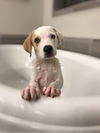 Nova Paisley (aka Simon) *LOCAL* MEET ME!
