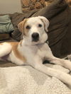 Nova Paisley (aka Simon) *LOCAL* MEET ME!
