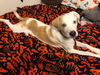 Nova Paisley (aka Simon) *LOCAL* MEET ME!