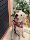Nova Paisley (aka Simon) *LOCAL* MEET ME!