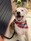 Nova Paisley (aka Simon) *LOCAL* MEET ME!