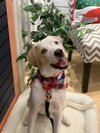 Nova Paisley (aka Simon) *LOCAL* MEET ME!