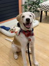 Nova Paisley (aka Simon) *LOCAL* MEET ME!