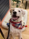 Nova Paisley (aka Simon) *LOCAL* MEET ME!