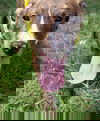 Padfoot Potter *LOCAL*