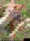 Ranger