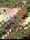 Ranger