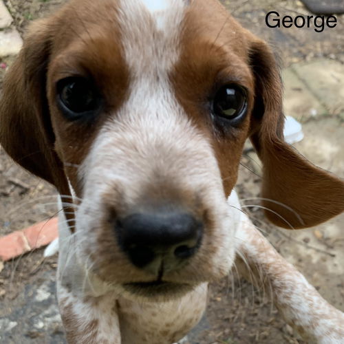 George Hound *LOCAL*
