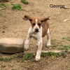 George Hound *LOCAL*
