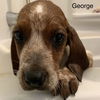 George Hound *LOCAL*
