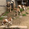 George Hound *LOCAL*