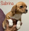 Sabrina Salem *LOCAL*