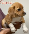 Sabrina Salem *LOCAL*