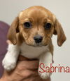 Sabrina Salem *LOCAL*