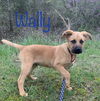 Wally Wonderful *LOCAL*