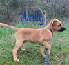 Wally Wonderful *LOCAL*