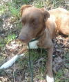 Oscar *LOCAL*