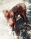 Oscar *LOCAL*
