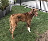Oscar *LOCAL*