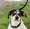 Daisy Cowdog *LOCAL*