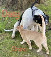Daisy Cowdog *LOCAL*