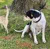 Daisy Cowdog *LOCAL*