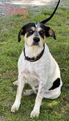 Daisy Cowdog *LOCAL*