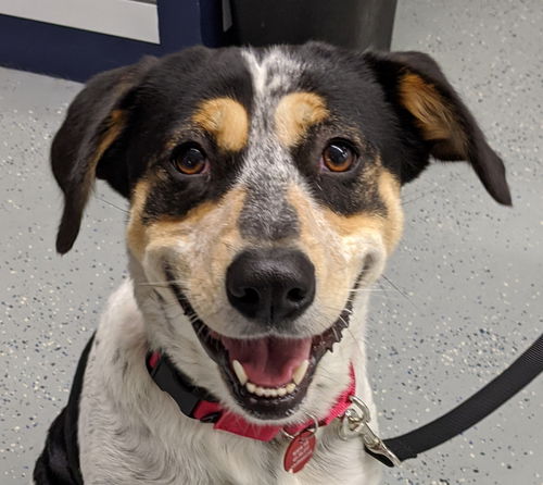 Daisy Cowdog *LOCAL*