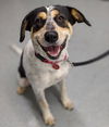 Daisy Cowdog *LOCAL*