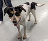 Daisy Cowdog *LOCAL*
