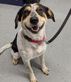 Daisy Cowdog *LOCAL*