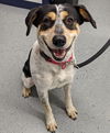 Daisy Cowdog *LOCAL*