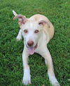 Charolais (Charlie) Cowdog *LOCAL*