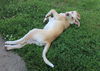 Charolais (Charlie) Cowdog *LOCAL*