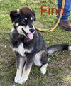 Finn Firefly *LOCAL*