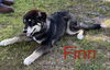 Finn Firefly *LOCAL*