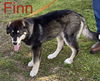 Finn Firefly *LOCAL*