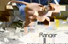 Ranger *LOCAL*