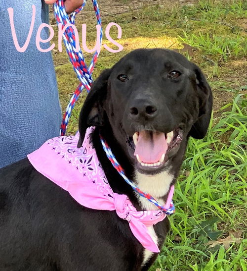 Venus Velvet *LOCAL*