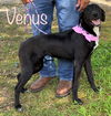 Venus Velvet *LOCAL*