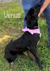 Venus Velvet *LOCAL*